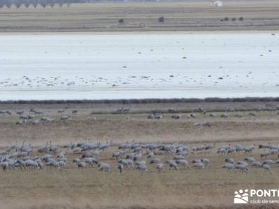 Hoces y cañones del Río Gallo - Grullas en Laguna Gallocanta;rutas senderismo sanabria